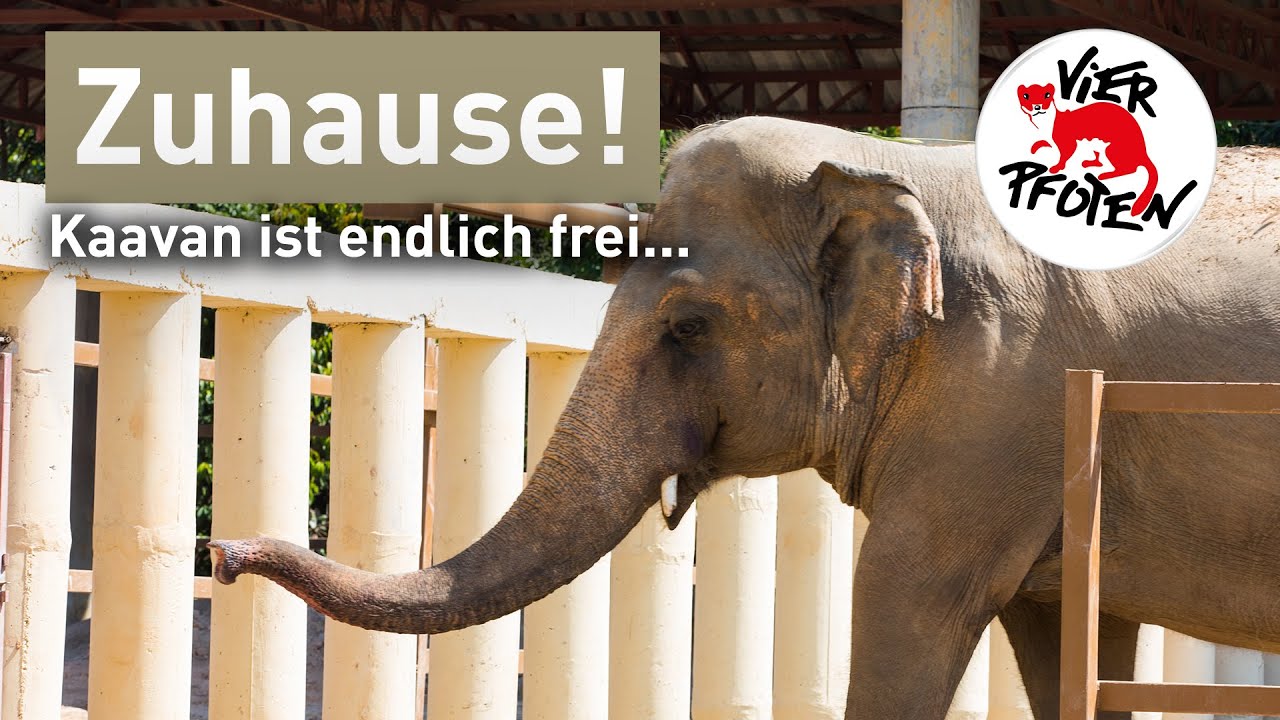 #FreeKaavan Die lebensverändernde Reise eines Riesen! | VIER PFOTEN