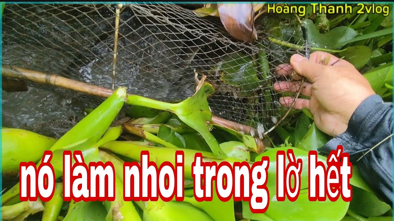 hôm nay thăm lờ tương đối chúng