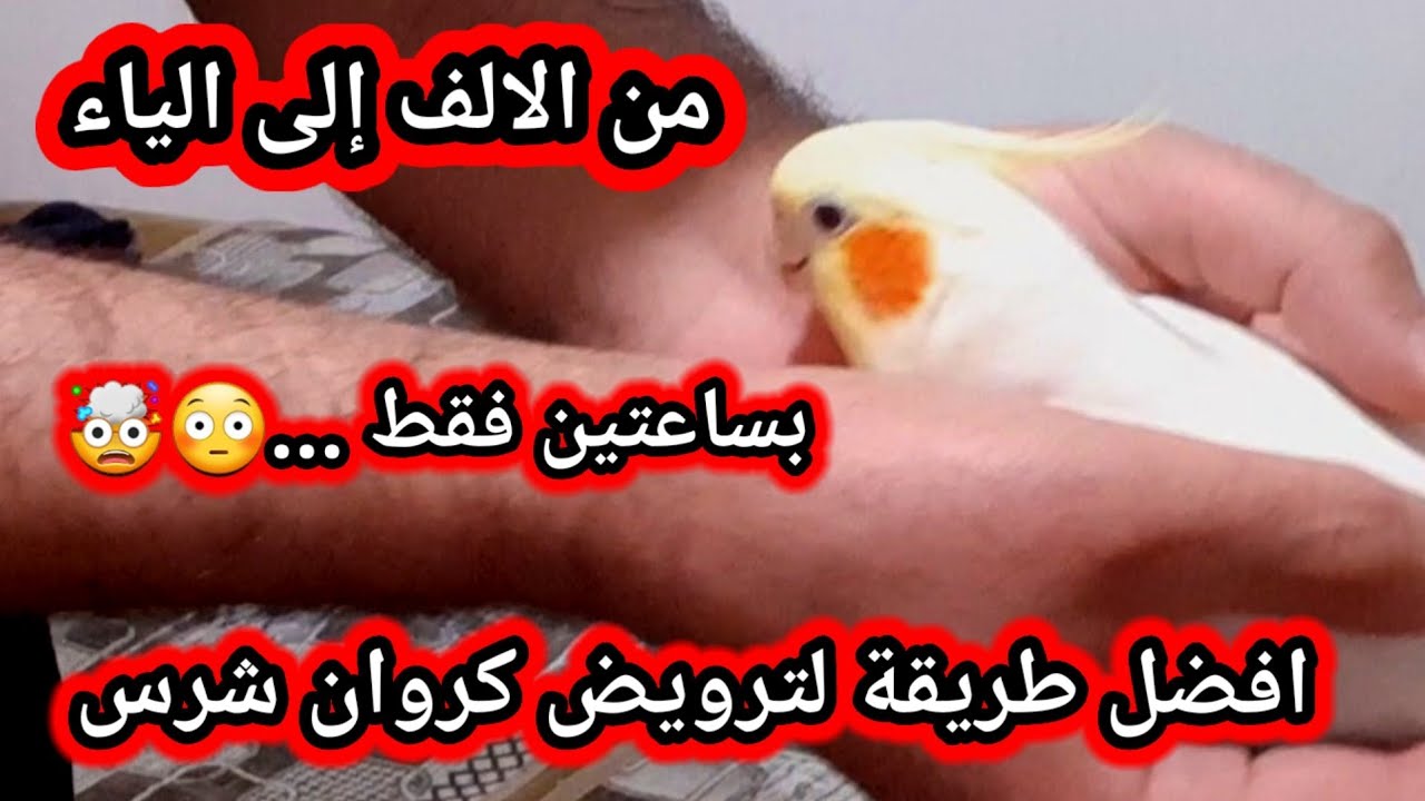 افضل طريقة لترويض كروان شرس جدا / بساعتين فقط / ترويض كوكتيل وحشي/ خطوة بخطوة ترويض ببغاء