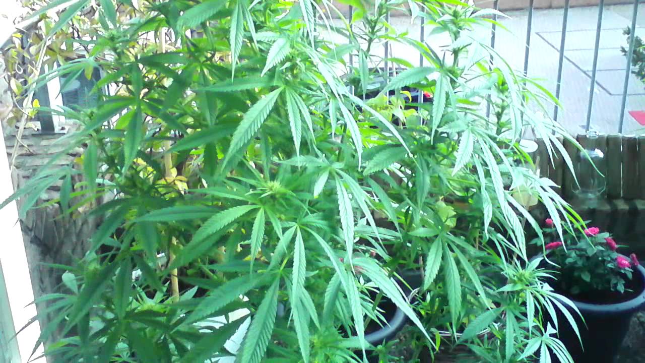 SUPER SKUNK WEEK ?15 OUTDOOR