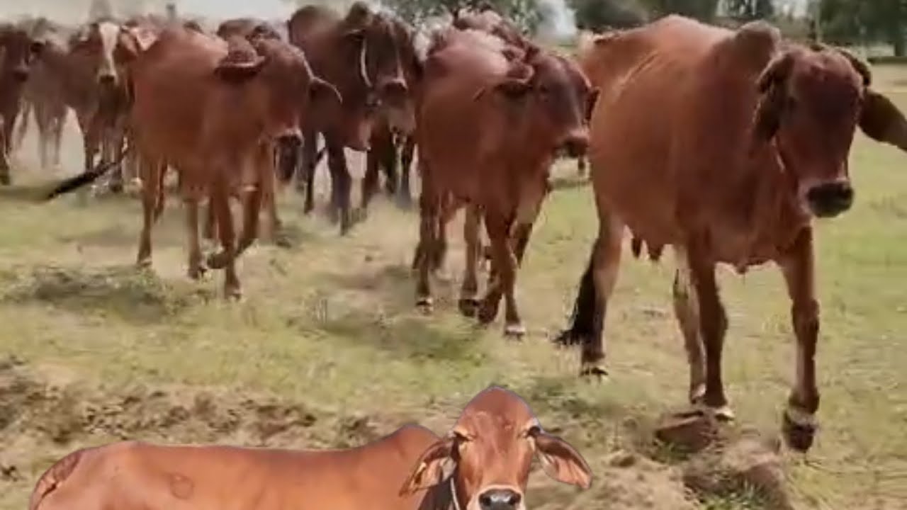 Rathi & Sahiwal Cow, Price 20,000 ₹, All Cow For Sale, बॉर्डर एरिया की शुद्ध गायें, @Prem Agro Farm 