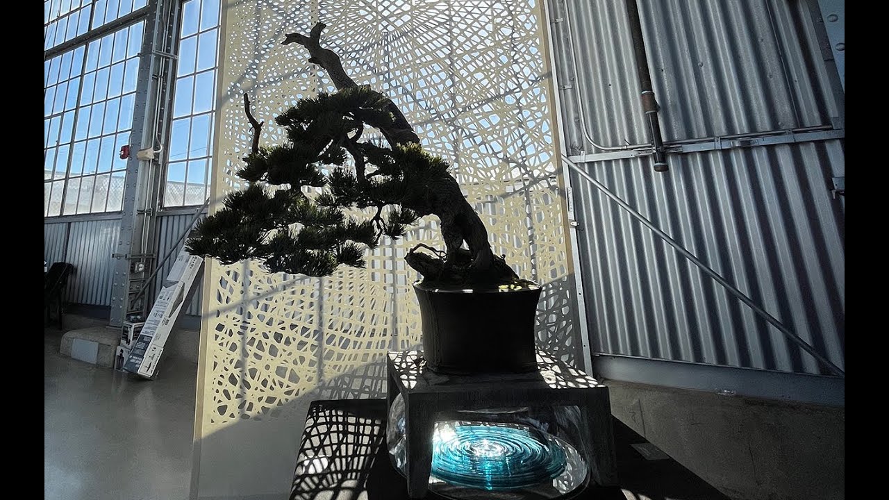 The LAB Limber Tree Bonsai and the Pacific Bonsai Expo