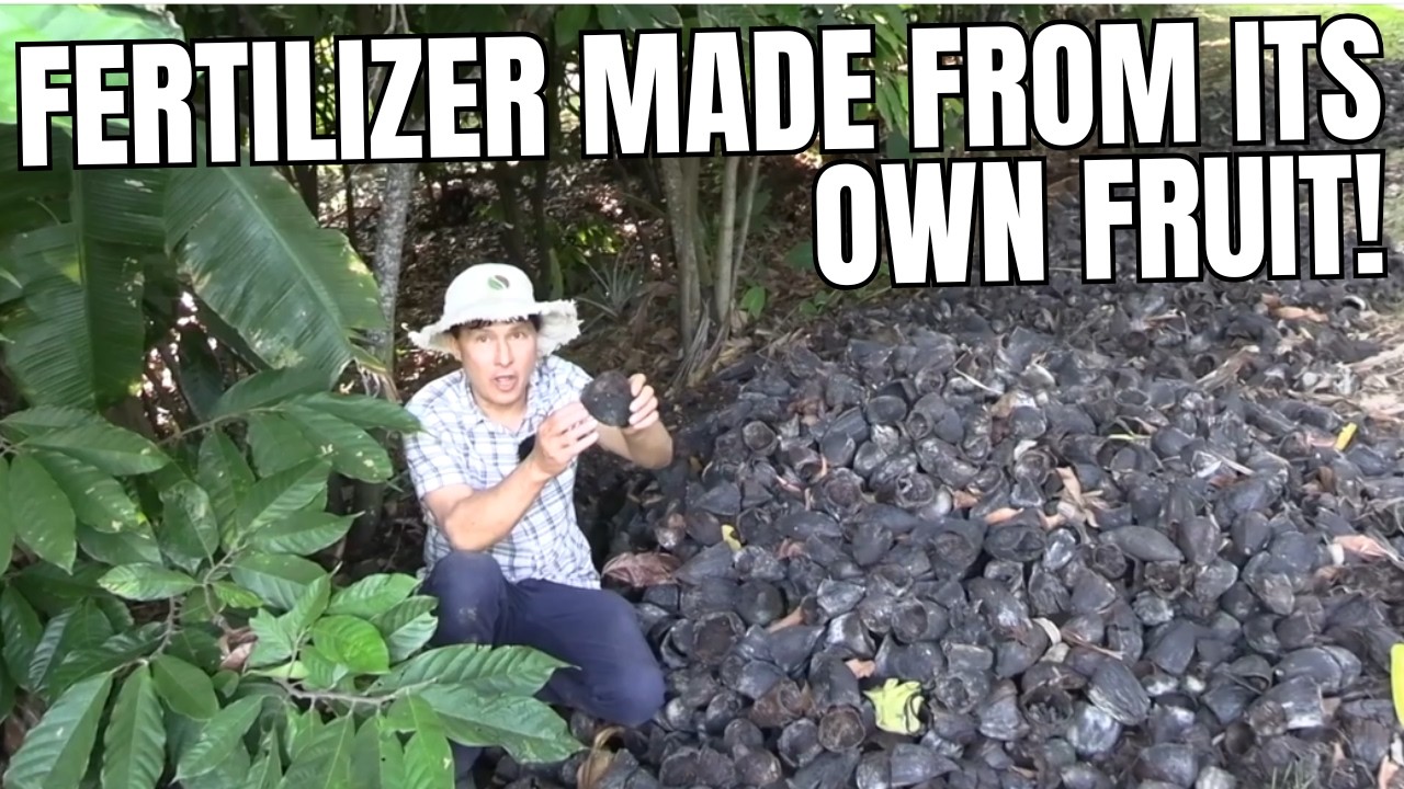 The Tropical Fruit Tree That Fertilizes Itself & Never Stops Producing