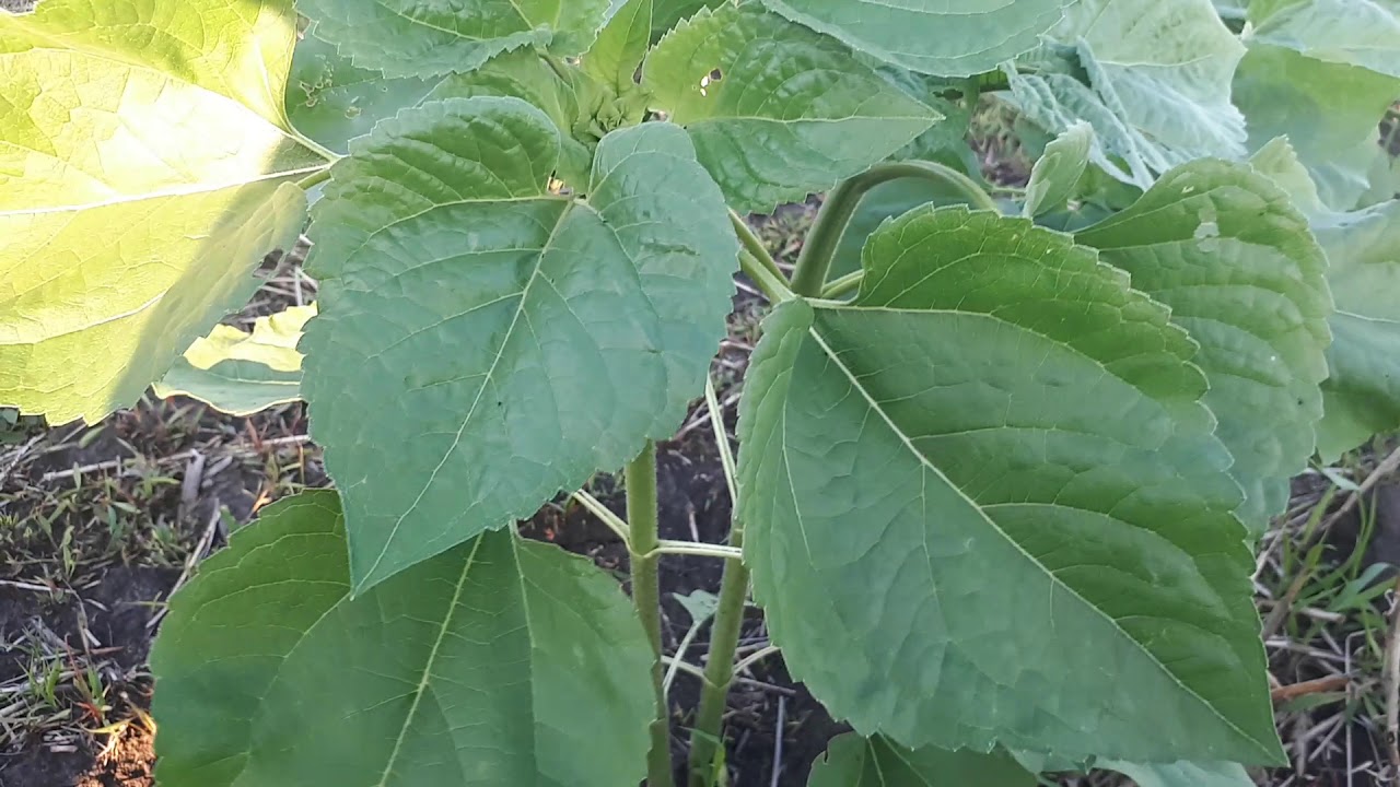 Подолнечник nou-till и strip-till