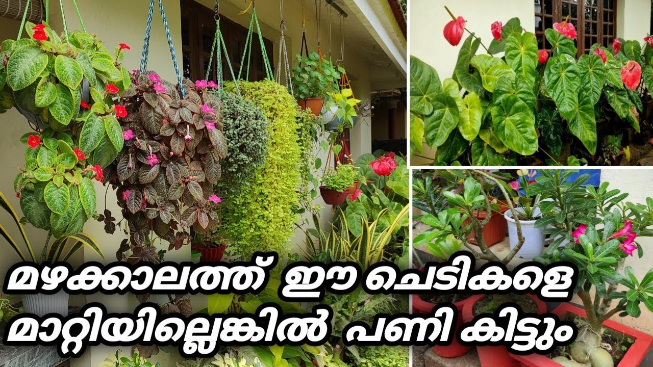 മഴയത്തു നിന്ന്   മാറ്റിവെക്കേണ്ട ചെടികൾ , ഇനിയും മാറ്റിയില്ലെങ്കിൽ പണി കിട്ടും | Mansoon Plant Care