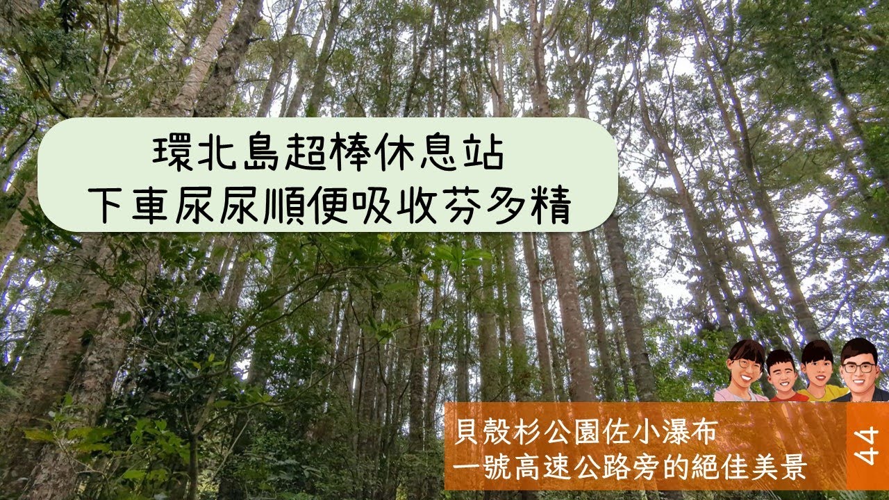 Warkworth Parry Kauri Park | 奧克蘭北邊的貝殼杉公園來趟芬多精之旅 #auckland #sh1 #warkworth