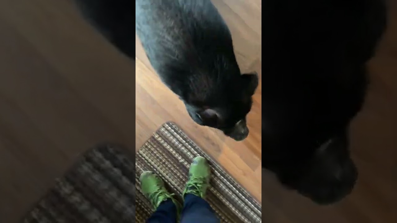 Daily dose of Mabel 🐷