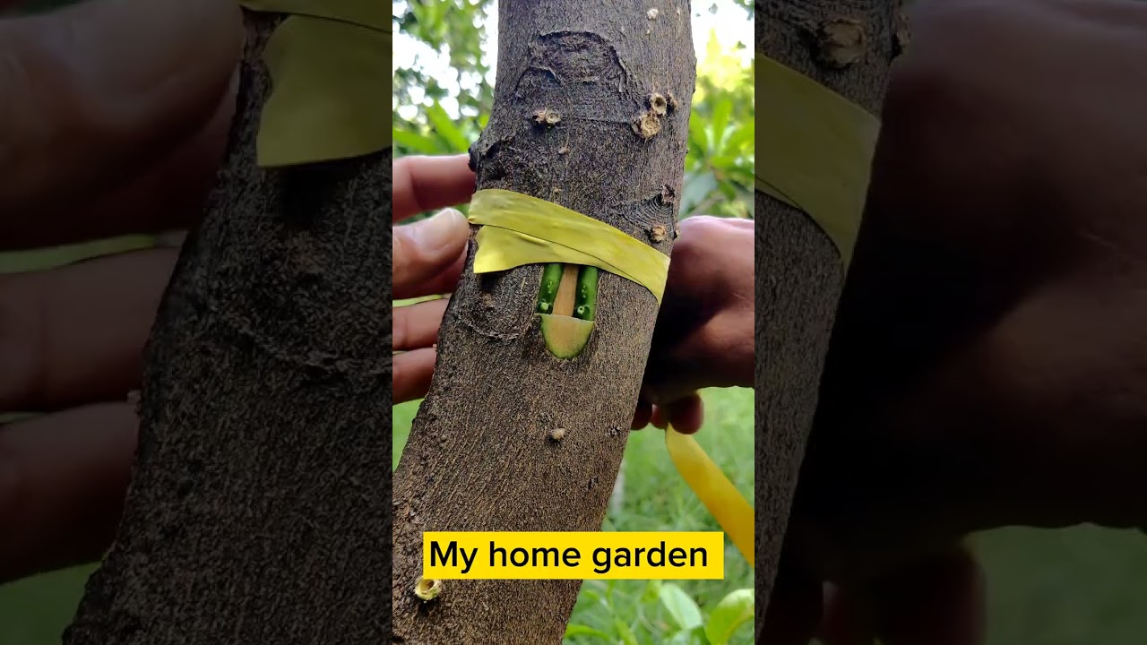 Top 20 Grafting IDEAS 💡 // Fruit Tree & Flowers Grafting // Best Grafting Technics.