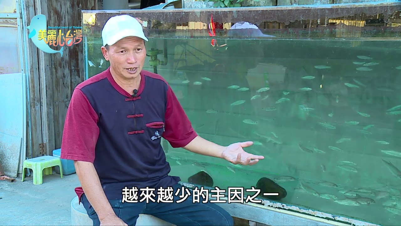 【苗栗造橋】為復育台灣原生魚蝦打拼的林明德 | 用心的產業 | 307 | #美麗心台灣