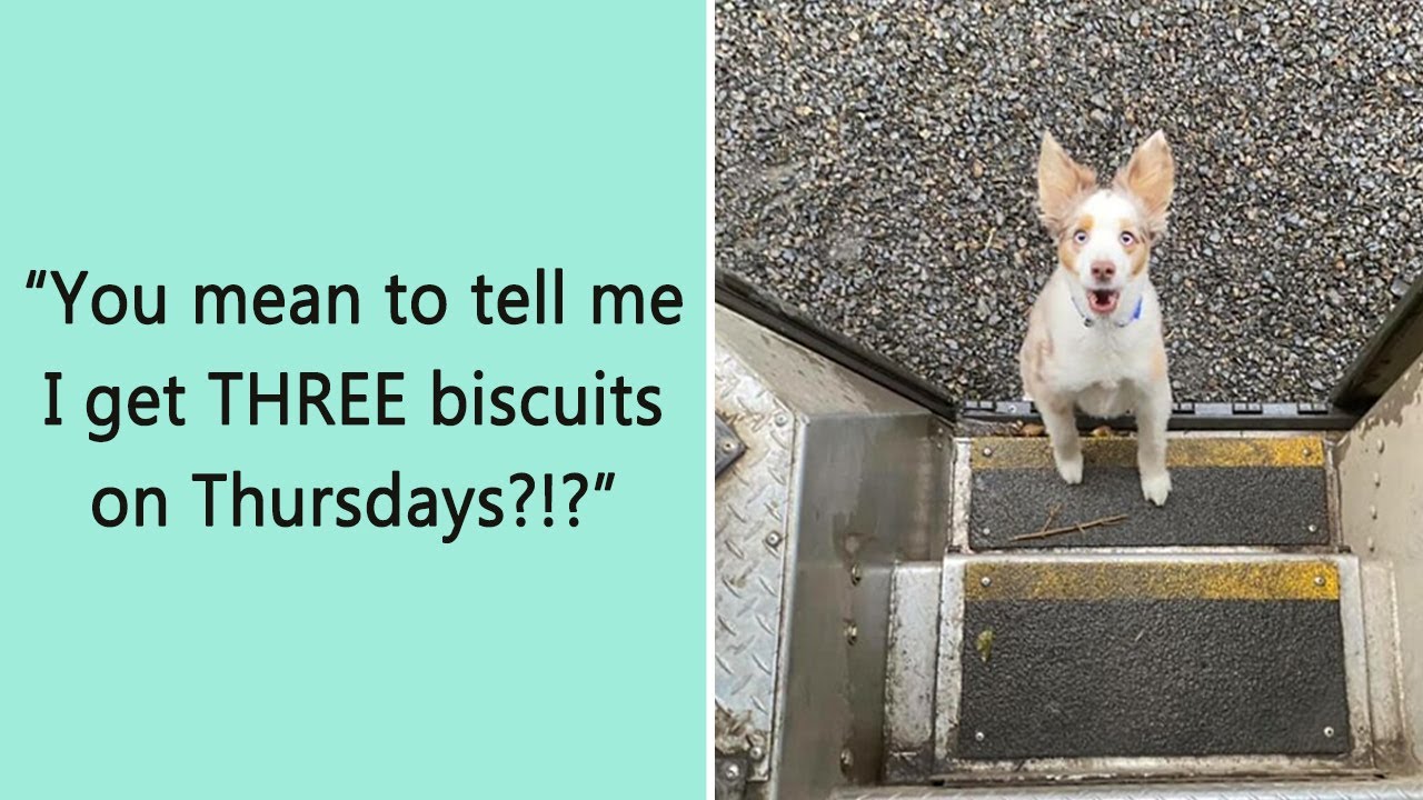 These 50 UPS Drivers Met The Cutest Dogs On Their Routes &mdash; The Photos Will Melt Your Heart