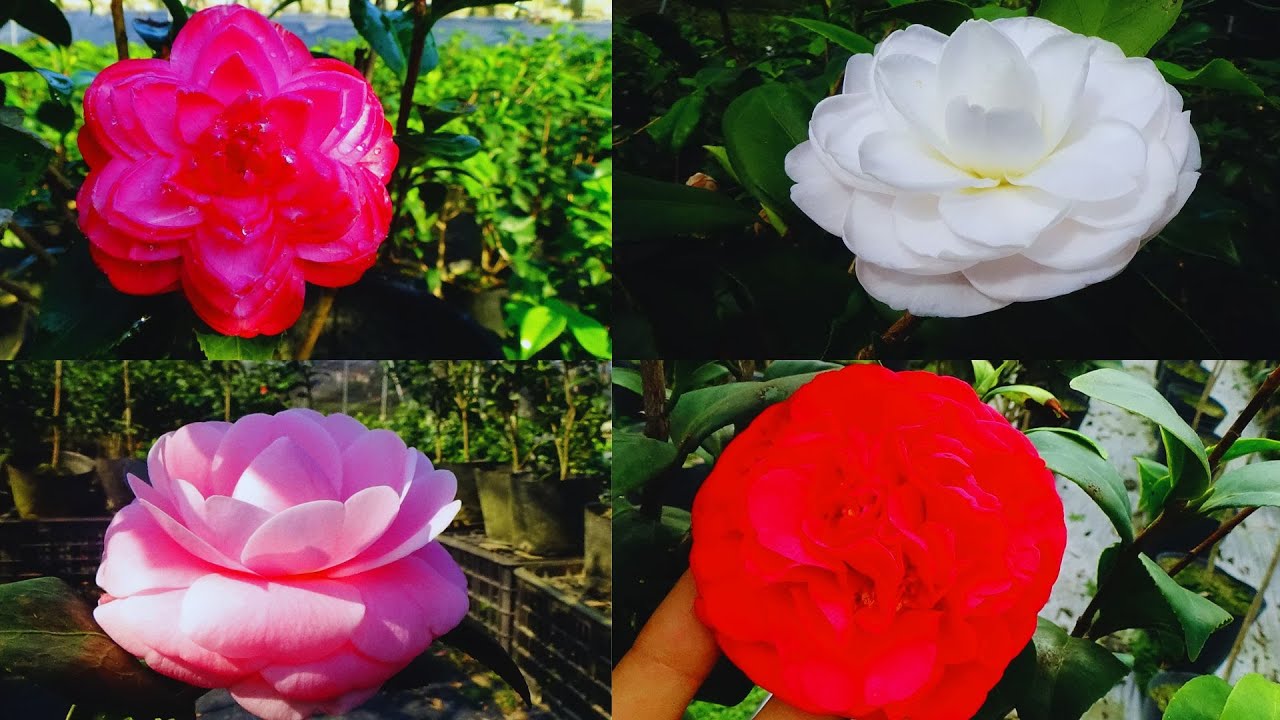 NHỮNG BÔNG TRÀ MY SIÊU PHẨM NĂM  2026 || VKC 0988015061