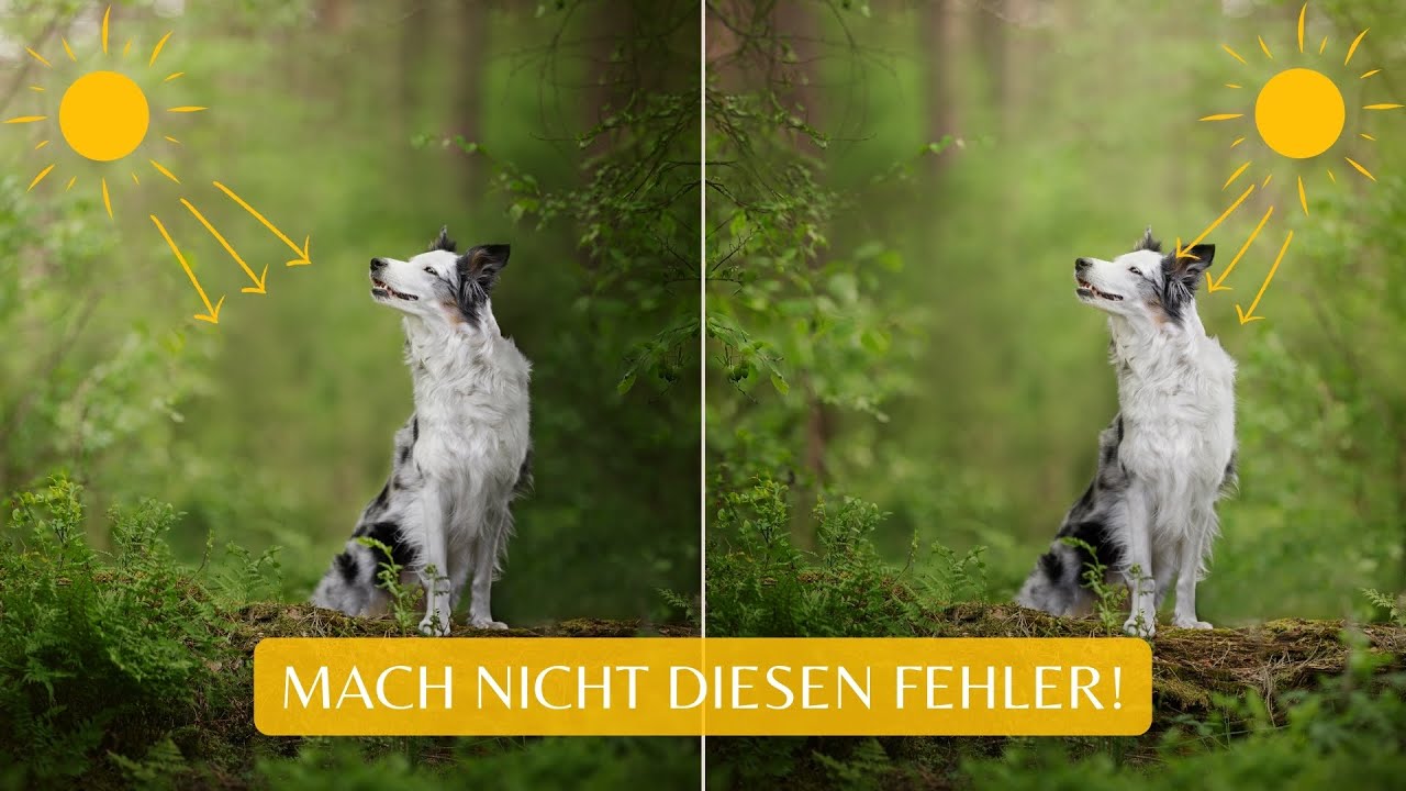 SO formst du LICHT IN DER BILDBEARBEITUNG richtig! | Vermeide diese Fehler | Hundefotografie Tipp