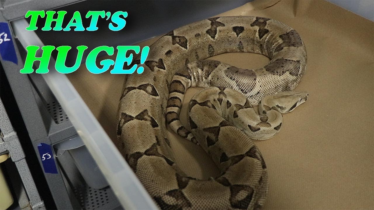 GIANT SNAKES! - JOHN CHAUSMER REPTILE ROOM TOUR (Part 2)