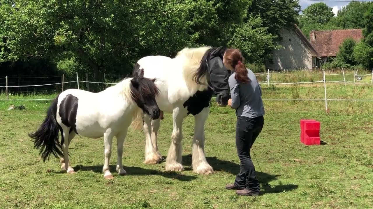 Débuts de liberté avec Thorgal et Petit Frère