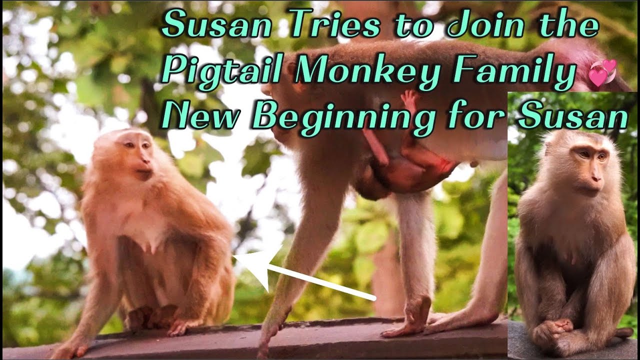 Monkey Susan Seeks a New Family  Susan Joins the Pigtail Monkey Group After Feeling Lonely