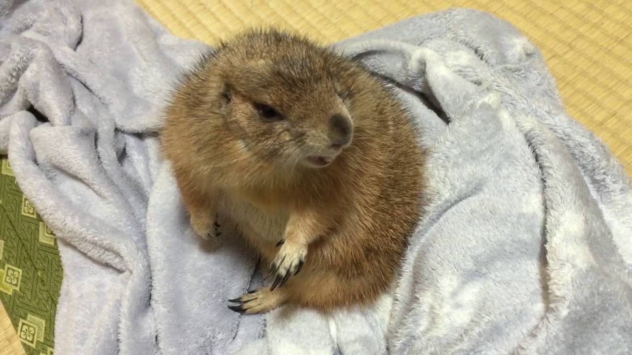 怒る プレーリードッグ あさり