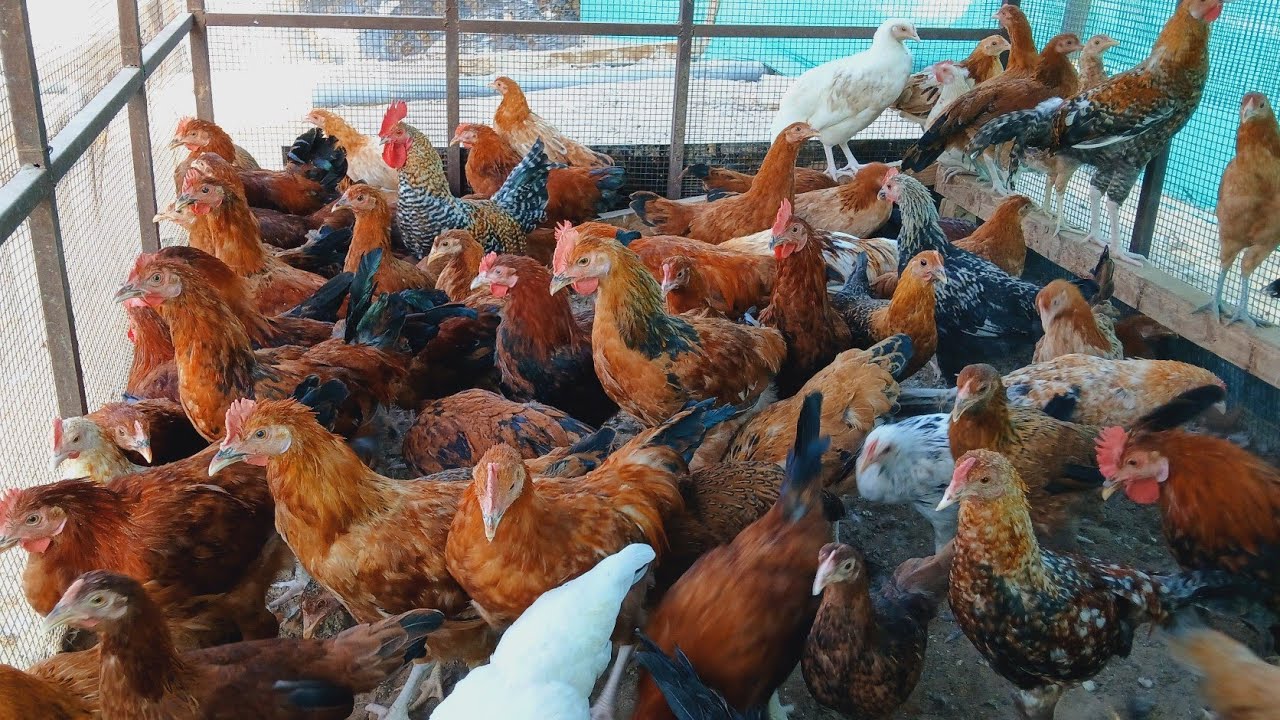 100 gloden misri murgi ka farm || golden misri murgi || golden misri hen