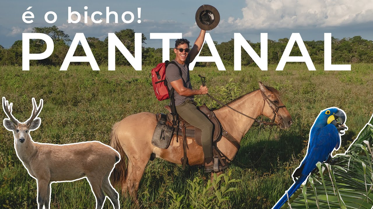 VOCÊ PRECISA CONHECER O PANTANAL | COMO ESTÁ DEPOIS DAS QUEIMADAS  | MATO GROSSO