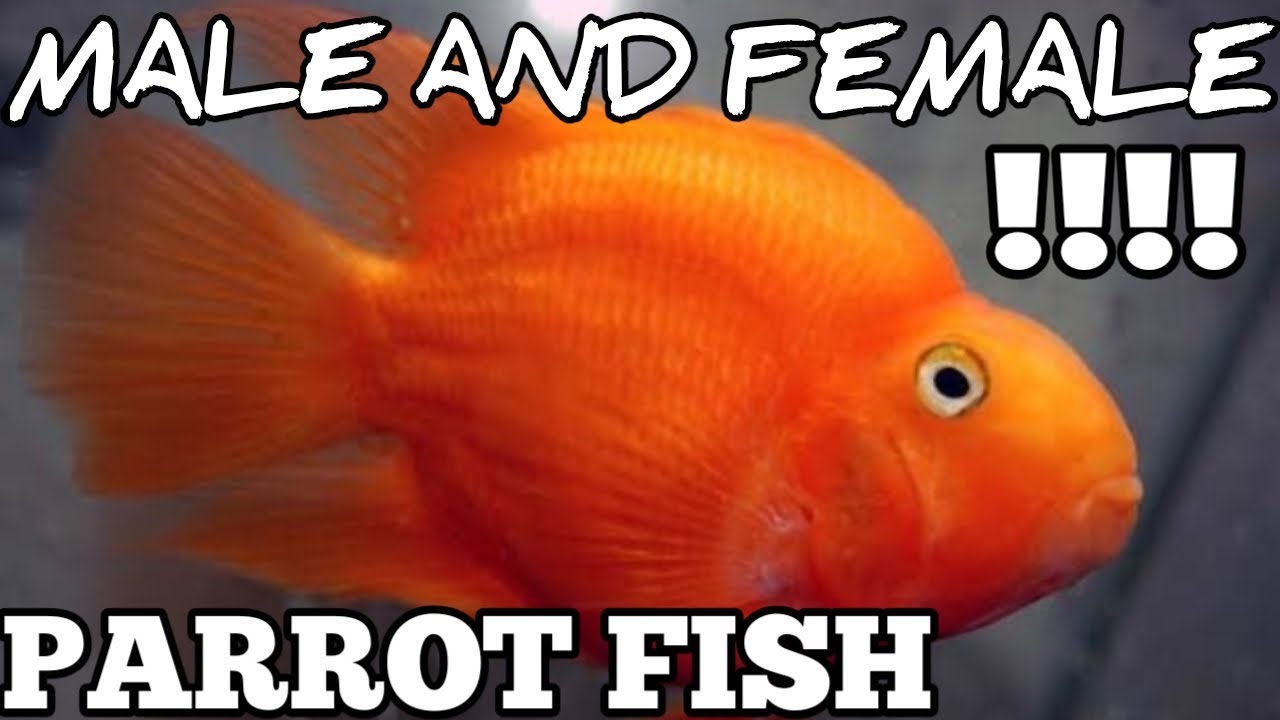 Parrot fish male and female difference | #parrotfishmaleorfemale.