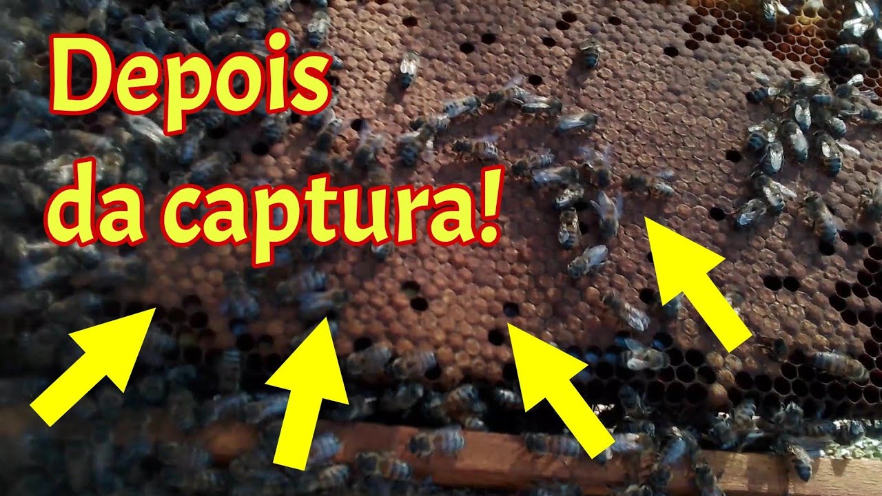 O que fazer depois de capturar um enxame (transferência)