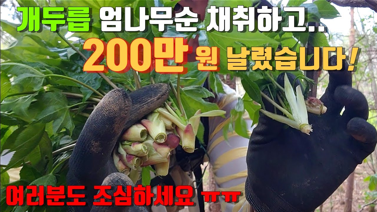 조심하세요! 야생 두릅, 엄나무순 채취하고 200만원 잃어버렸습니다! 25년 첫  4구 산삼! 시골 강아지와 약초꾼의 시골생활! 야생 약초 버섯 진짜 방송! Country life