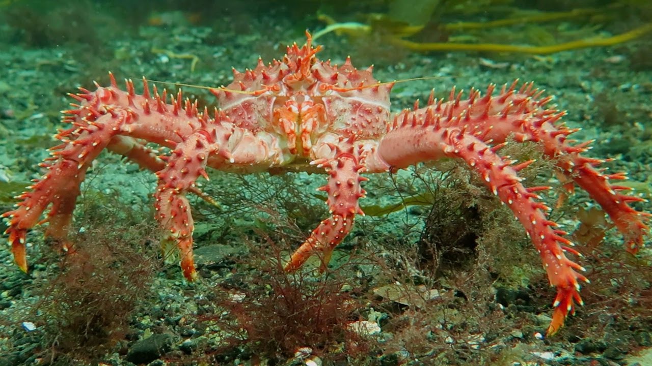 Stunning Underwater Kelp Forests | The Wild Place | BBC Earth
