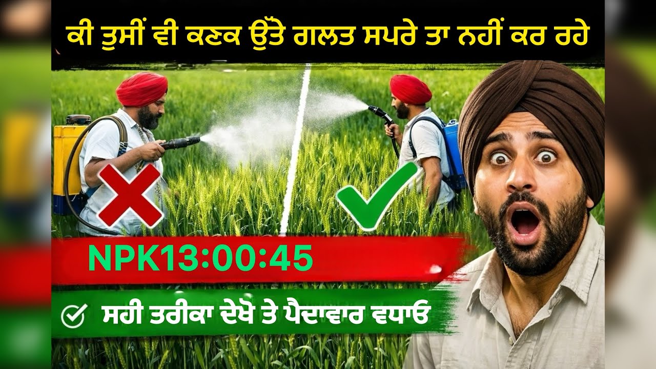 ਕਣਕ ਦੀ ਗੋਭ ਤੇ ਕਿਹੜੀ ਸਪਰੇਅ ਕਰੀਏ (ਘੱਟ ਖ਼ਰਚਾ ਵੱਧ ਫਾਇਦਾ)NPK 13:00:45 #farming #agriculture #kisan #wheat