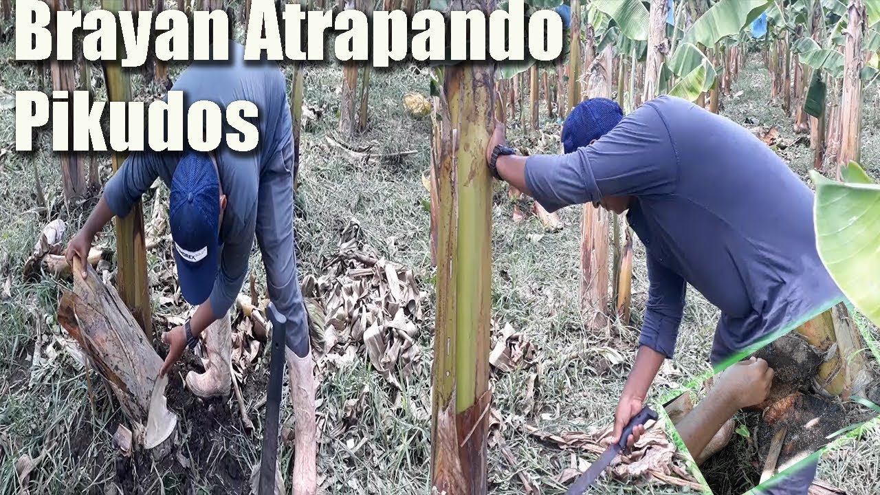 NO CONOCES EL PIKUDO/Mira que DAÑOS le Causa al PLÁTANO Esta PLAGA