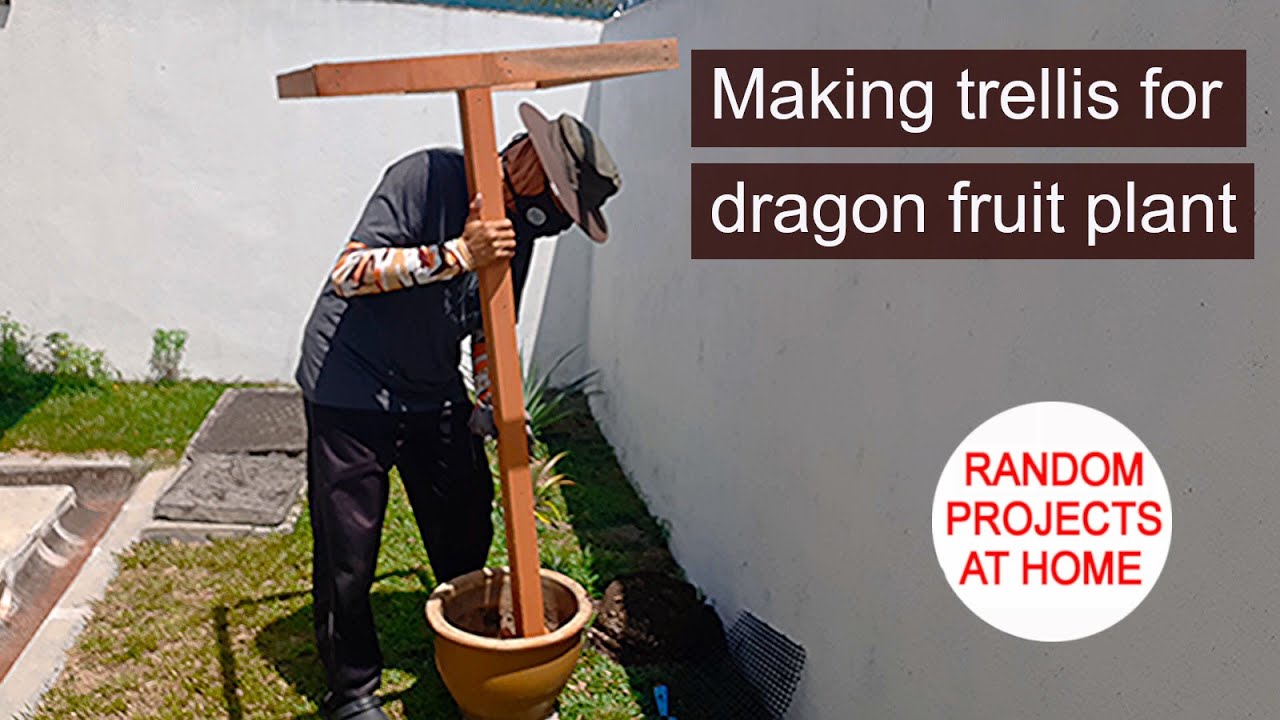 Project: Making trellis for dragon fruit plant