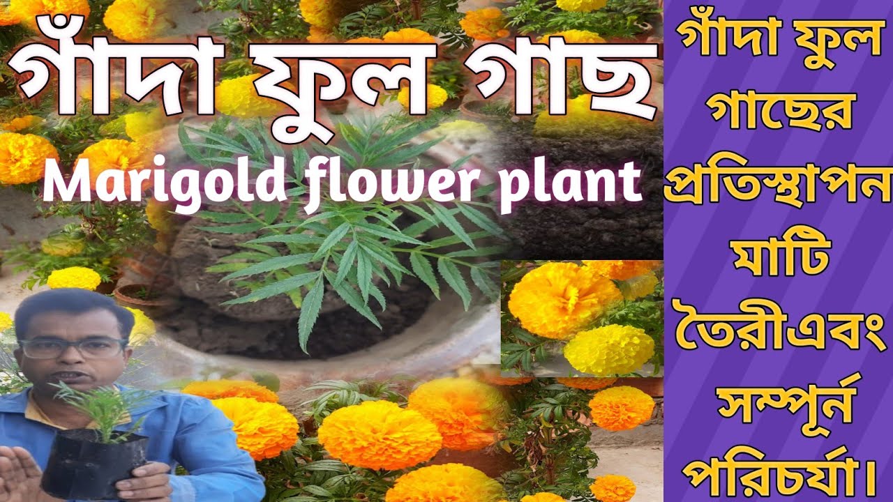 গাঁদা ফুল গাছের প্রতিস্থাপন মাটি তৈরী এবং সম্পূর্ন পরিচর্যা।Marigold plant potting,soil Mixture&care
