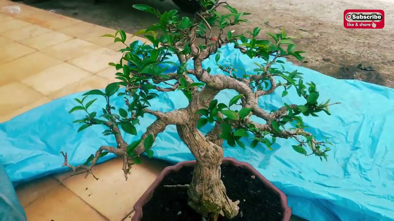 ANTING PUTERI DAN AGLONEMA COLLECTION &brvbar; FREDY FLORIST INDONESIA