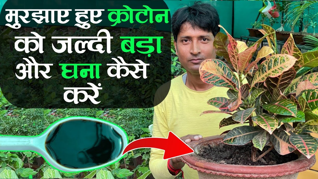 मुरझाए हुए क्रोटोन को जल्दी बड़ा और घना कैसे करें | Croton Plant fast Growing | Croton Plant Care