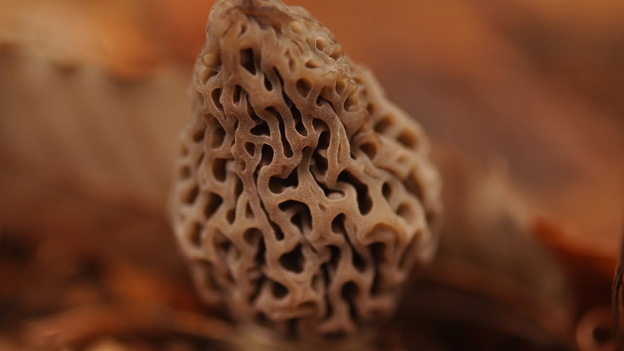 İlk örnekten misel klonlama. Kuzugöbeği mantarı nasıl üretilir?  Bölüm 4【4K】