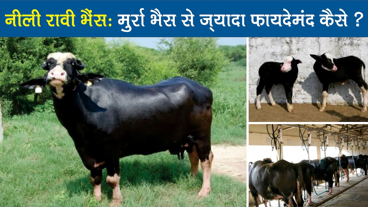 नीली रावी भैंस : मुर्रा भैस से ज़्यादा फायदेमंद कैसे ? आइए जानें !