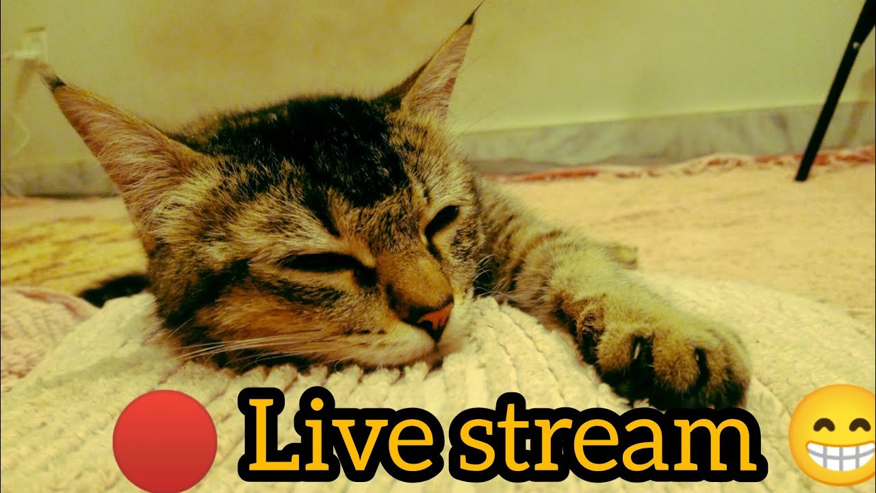 Happy Pet Paradise is live!🔴 live streaming cat love 💘😘