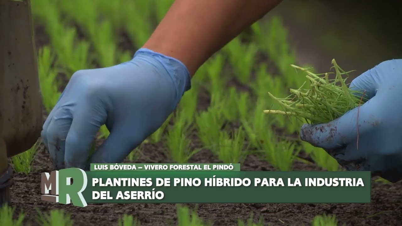 PUERTO ESPERANZA: APUESTAN A LA REPOBLACI&Oacute;N FORESTAL