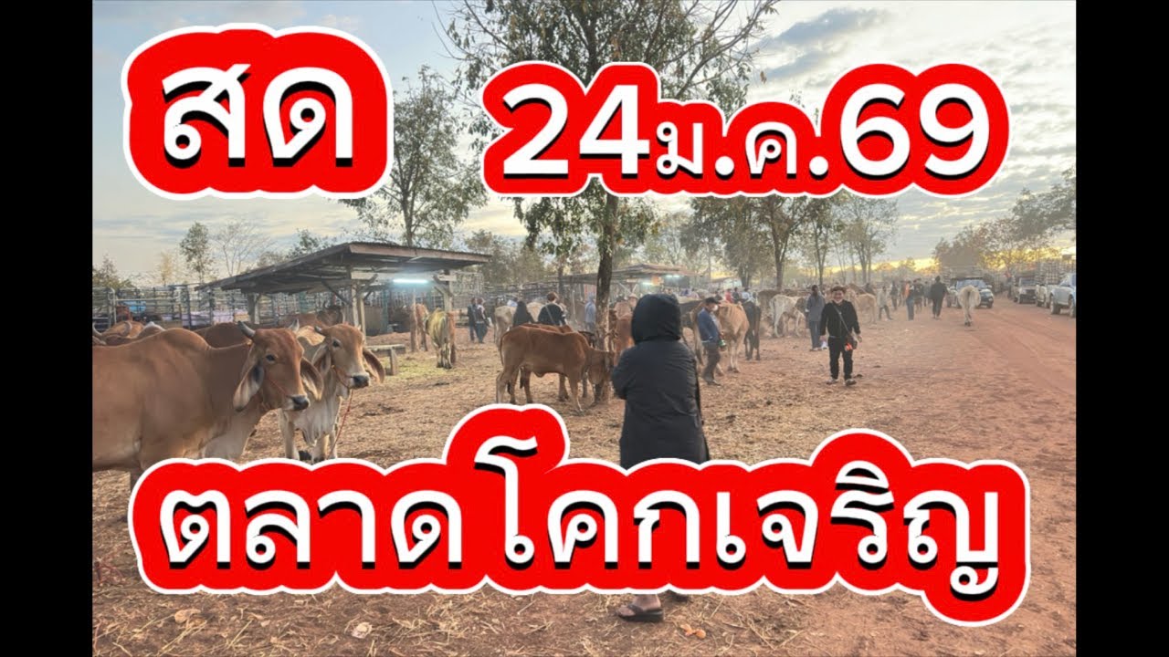 ชมบรรยากาศตลาดนัดโคกระบือโคกเจริญ อ.สว่าง จ.สกลนคร #ราคาวัววันนี้ 24/1/69
