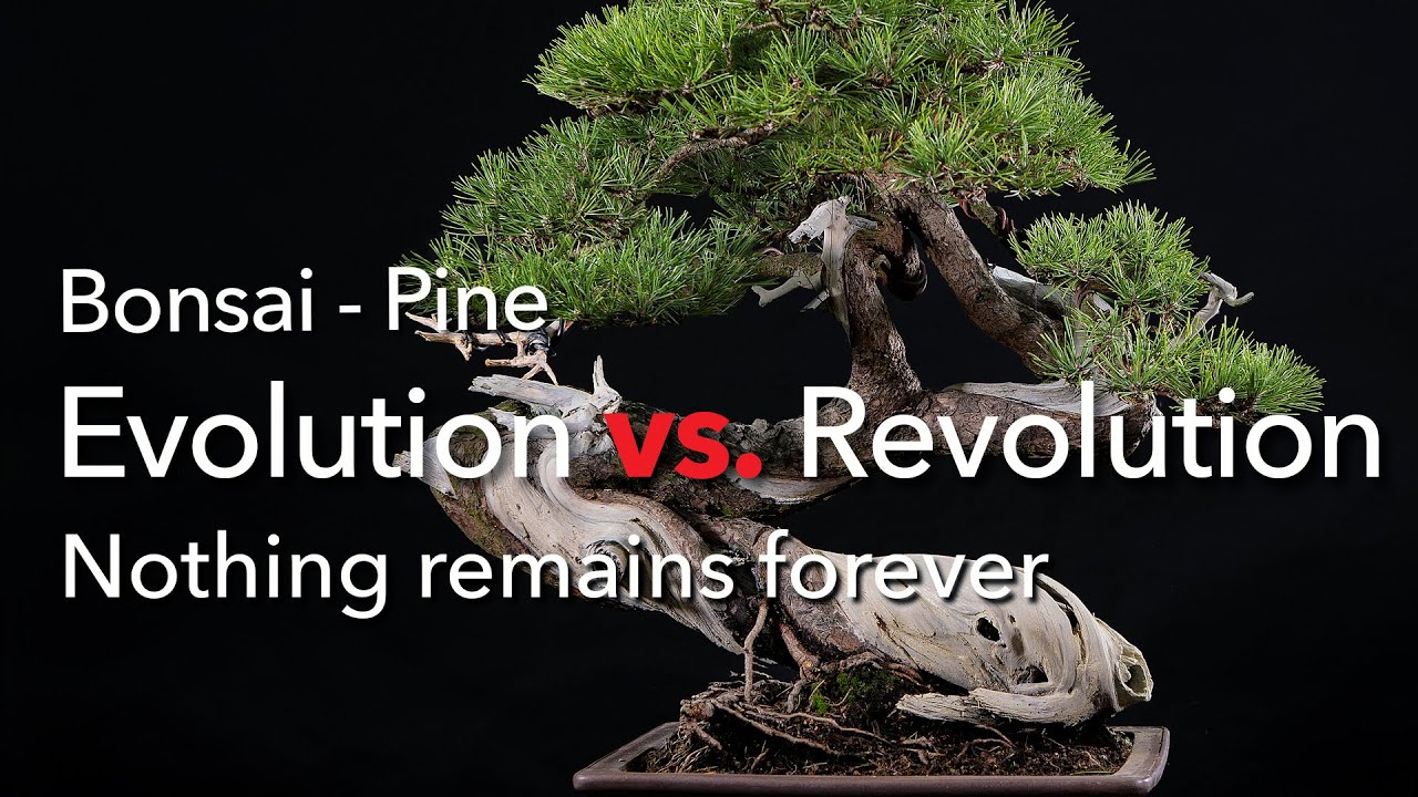 Bonsai - Styling with some surprises. An old Yamadori Pine turned from left to right