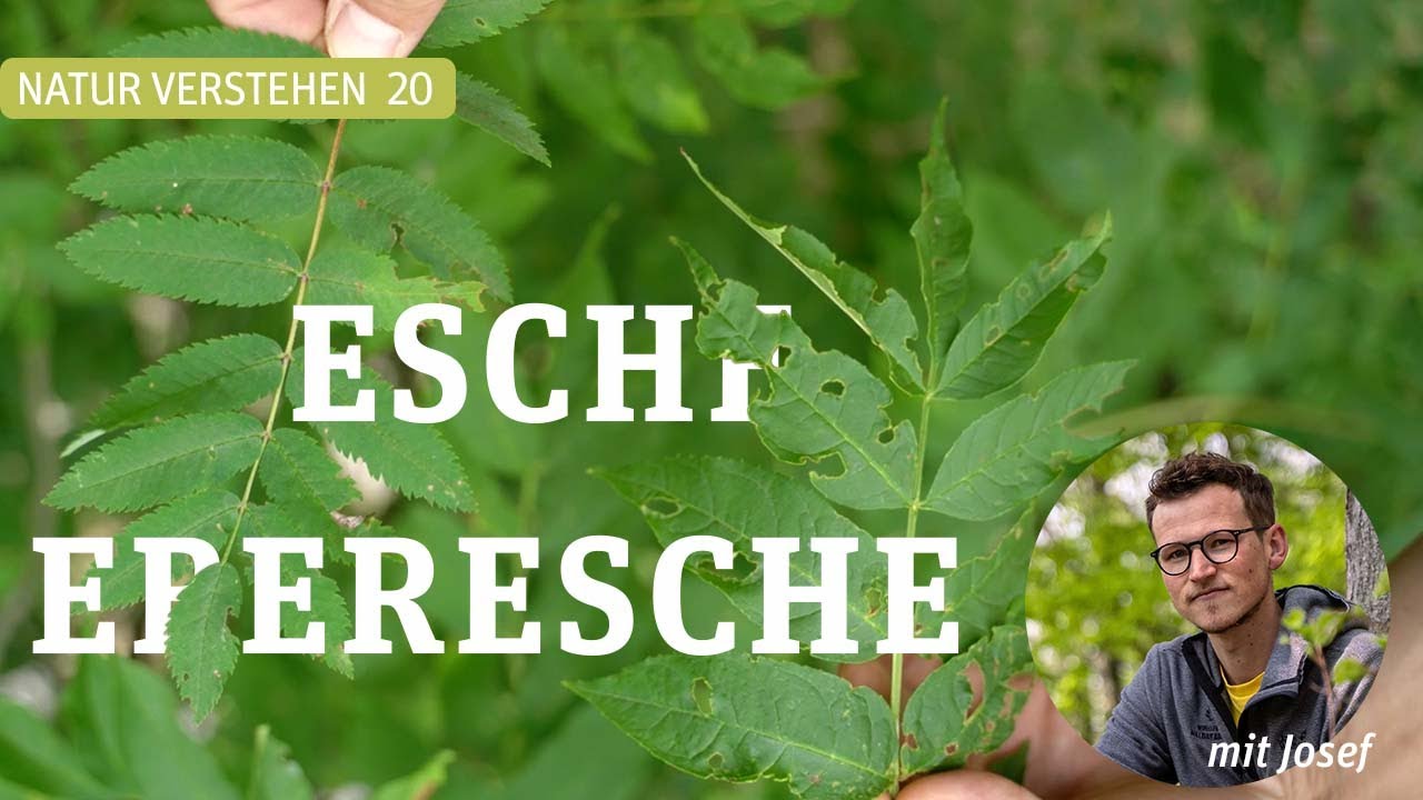 ESCHE ÄHH... EBERESCHE? - Josef klärt Baumarten auf!