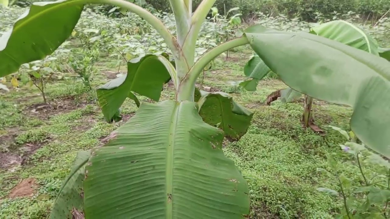 বেগুন খেতে কলার চারা রেখে দেওয়া হয়েছে,,,, 