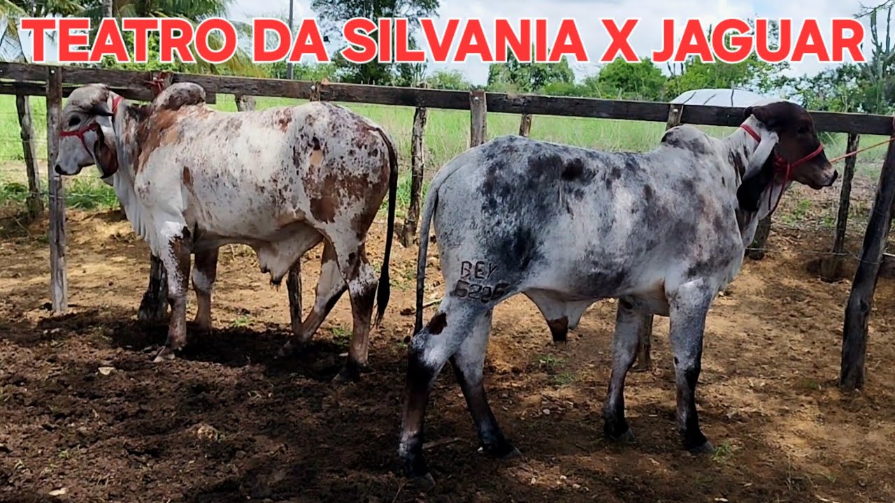 TOURINHOS GIR LEITEIRO REGISTRADO A VENDA