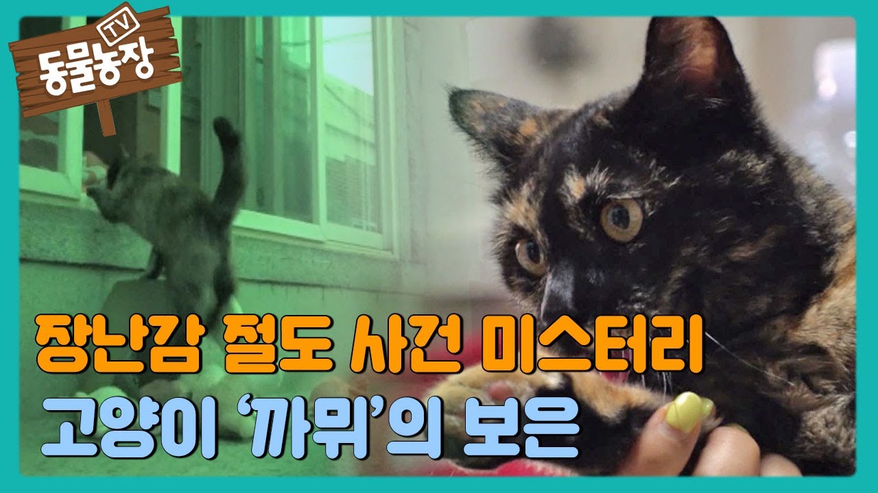 장난감 절도 사건 미스터리, 고양이 ‘까뮈’의 보은! #TV동물농장 #AnimalFarm #SBSstory