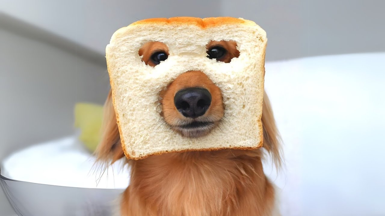 10 Most Popular Dog Breeds In The World!