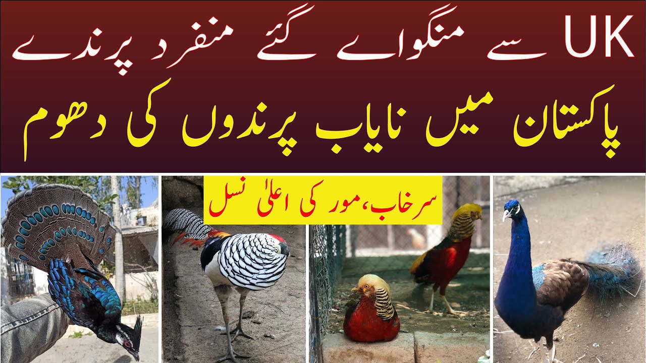 Biggest Peacock Pheasants Fancy Birds Farm in Islamabad Pakistan - اردو / हिंदी