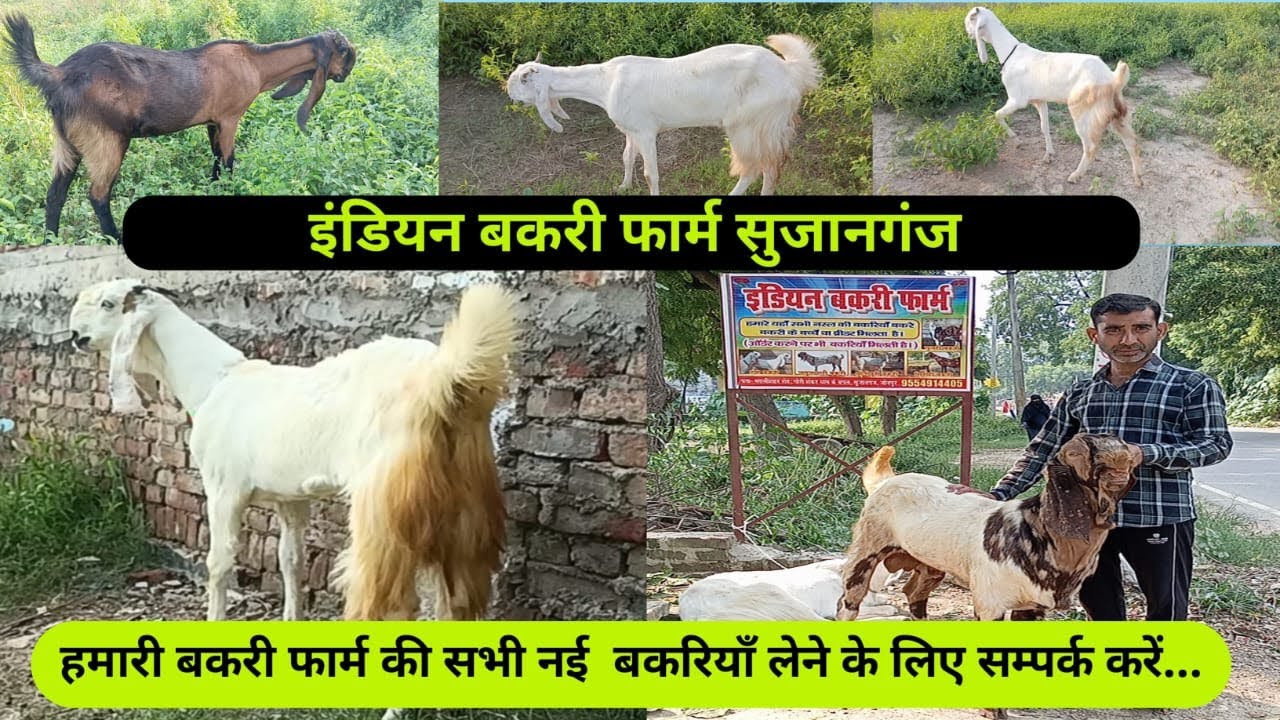 jamunapari bakri jamunapari breeder sirohi bakri #viral_video #tranding_video