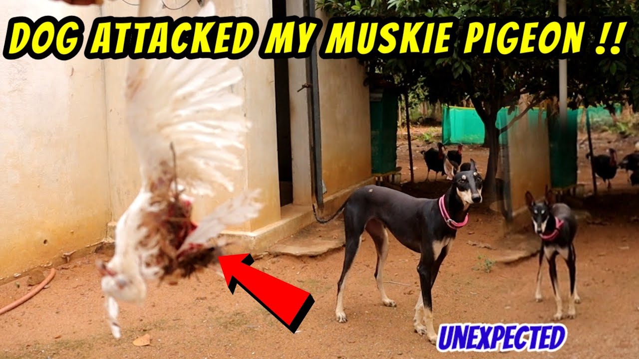 😡 Dog ATTACKED My Affected White MUSKIE | நடக்க கூடாதுனு நெனச்சது நடந்துருச்சு ( Right uh )