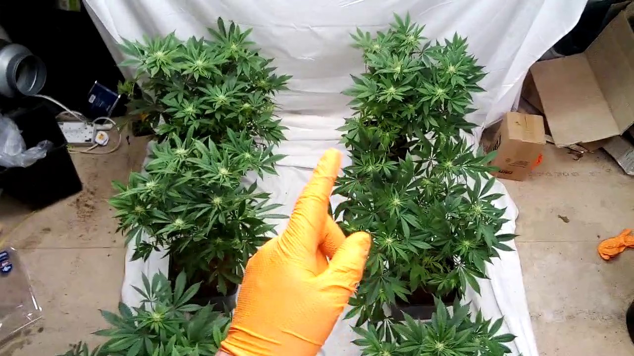 LED vs HPS grow diary MIGRO vs HPS week 4