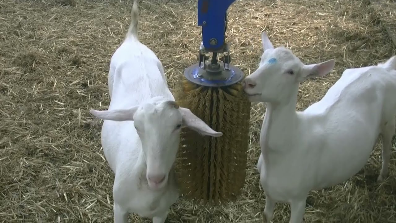 Mekkerstee Ouddorp 2024 movie