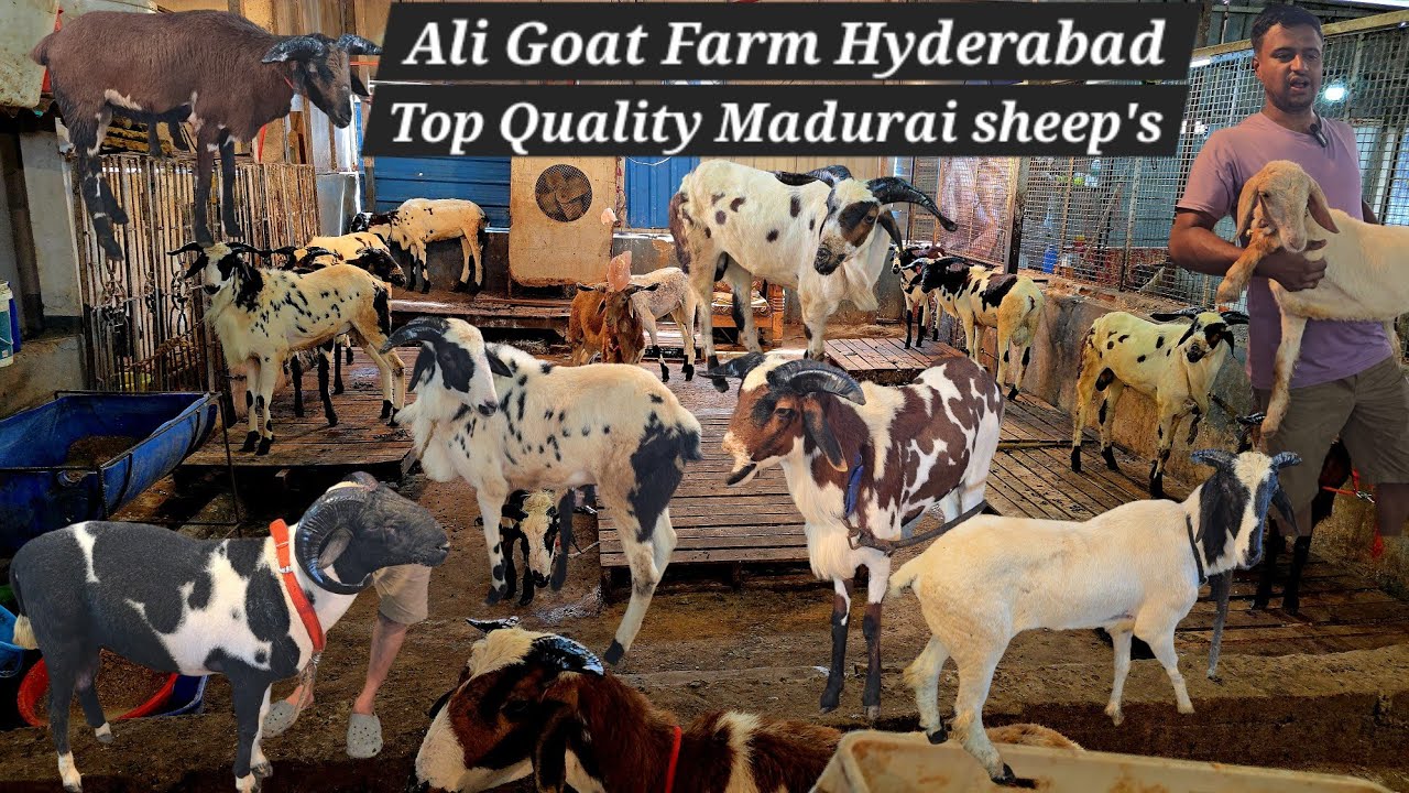 Top Quality madurai mende available in Hyderabad at Ali Goat farm | kabra vilayati & bannur 👶 sheep