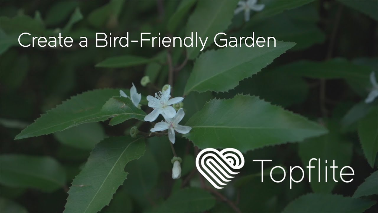 Creating A Bird-Friendly Garden | Tips from Topflite New Zealand